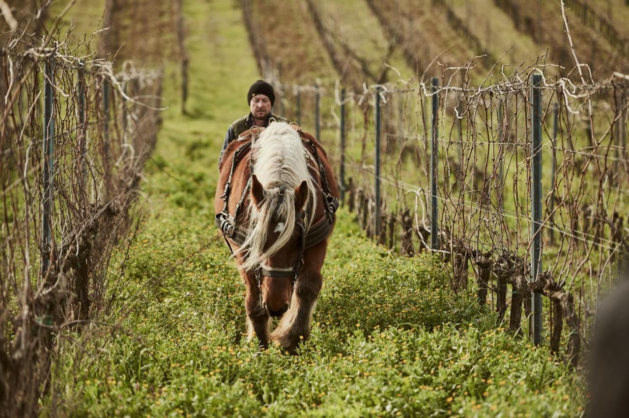 Agriturismo Gli Archi Fauglia Eksteriør billede