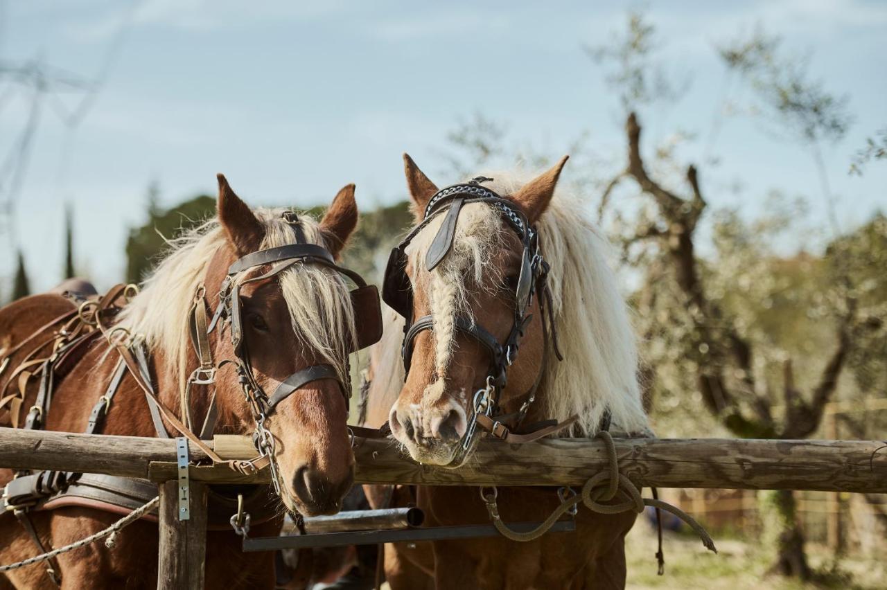 Agriturismo Gli Archi Fauglia Eksteriør billede