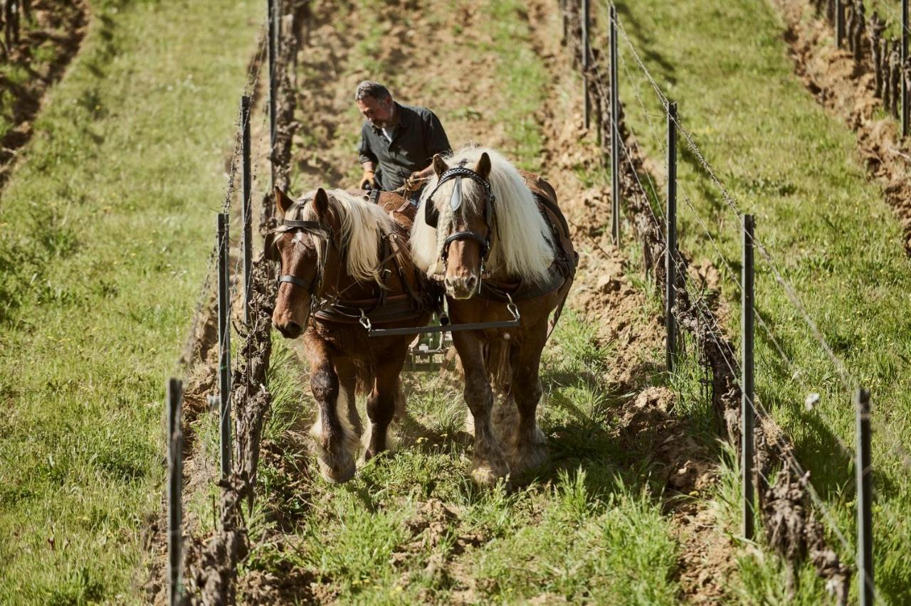 Agriturismo Gli Archi Fauglia Eksteriør billede