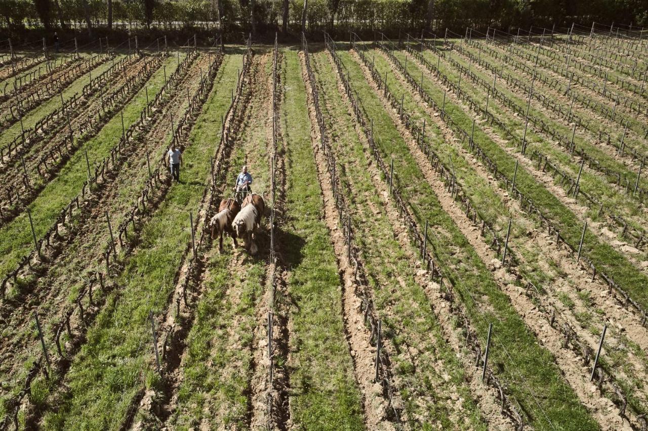 Agriturismo Gli Archi Fauglia Eksteriør billede