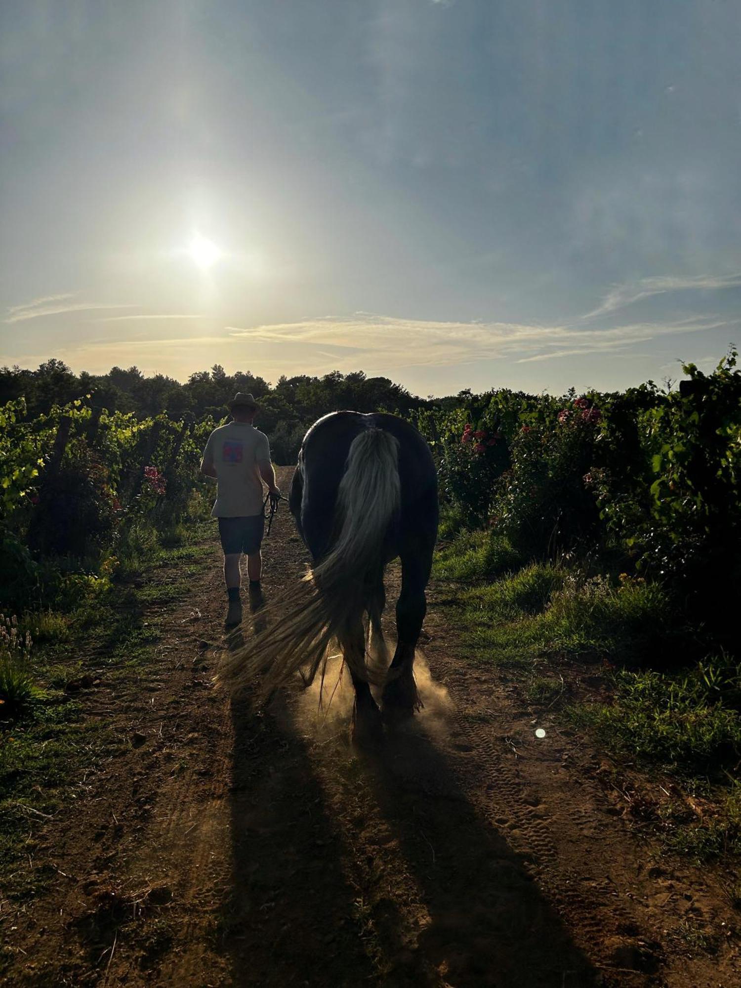 Agriturismo Gli Archi Fauglia Eksteriør billede
