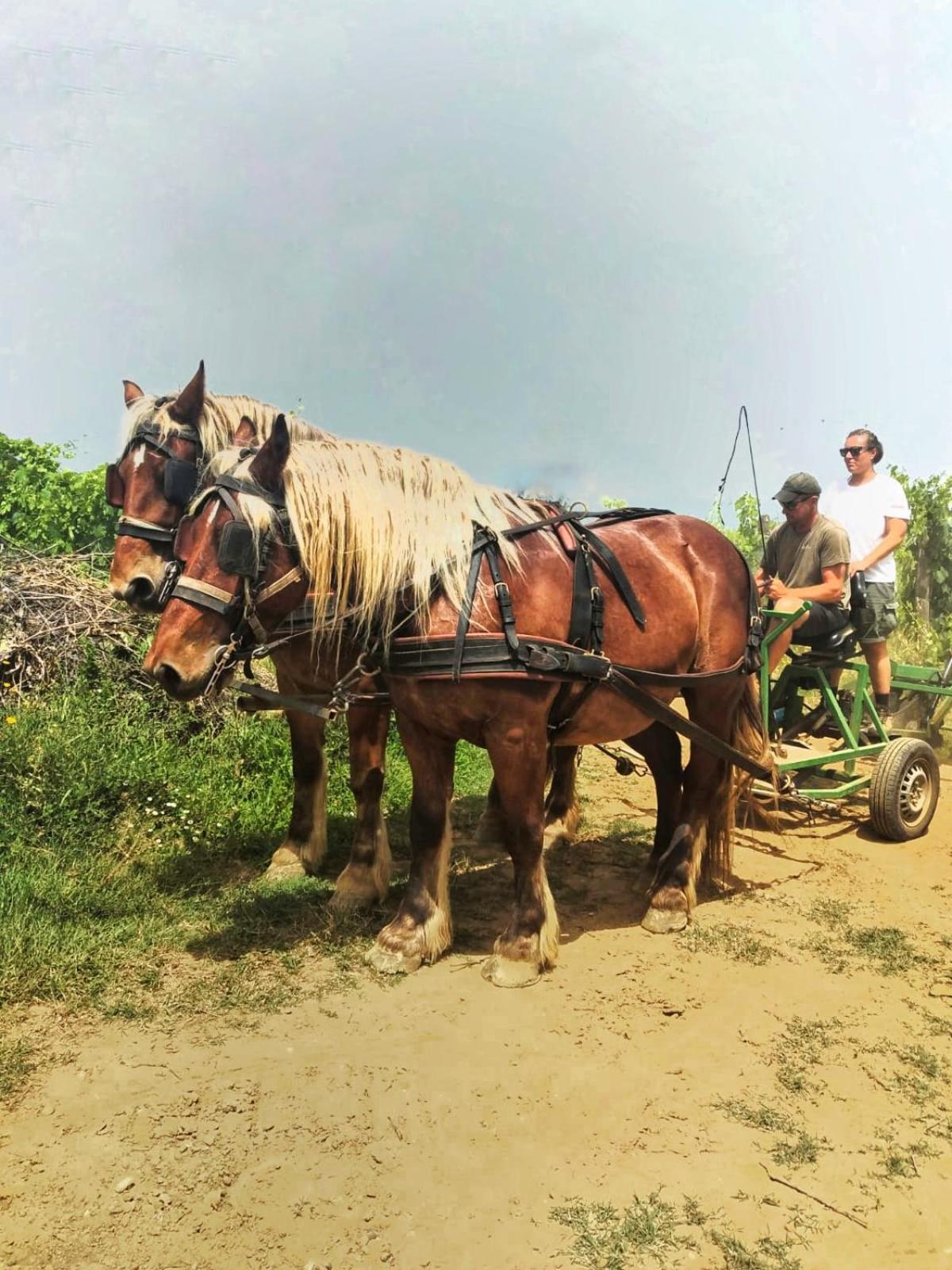 Agriturismo Gli Archi Fauglia Eksteriør billede