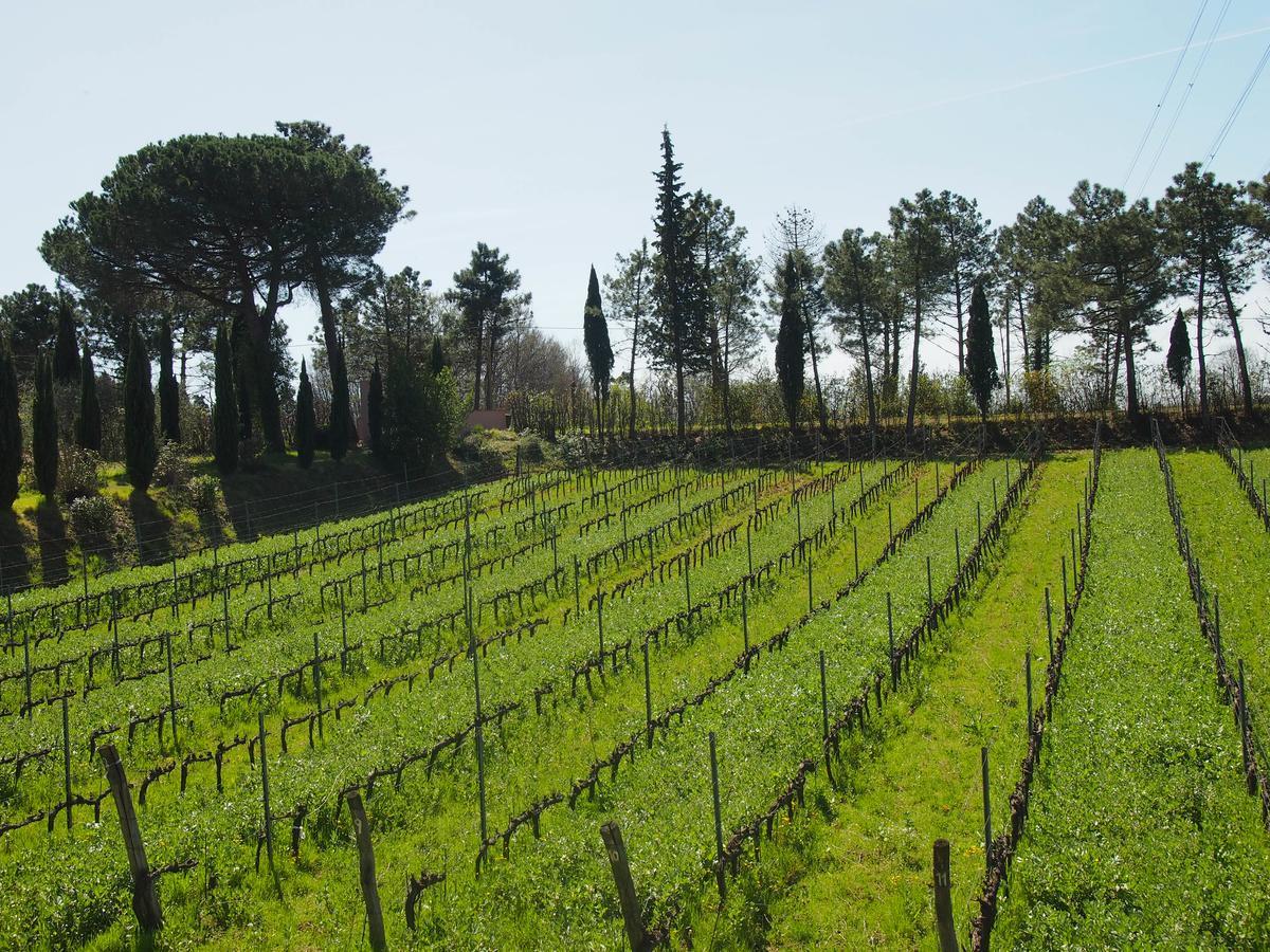 Agriturismo Gli Archi Fauglia Eksteriør billede